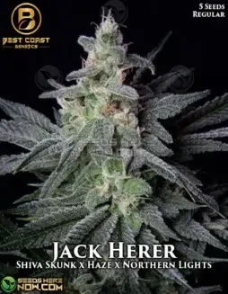 Jack Herer Cannabis Seeds (space) Regular seeds from Best Coast Genetics featuring pine, citrus, and earthy flavors