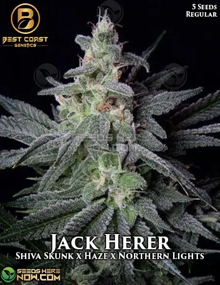 Jack Herer Cannabis Seeds - Regular seeds from Best Coast Genetics featuring pine, citrus, and earthy flavors