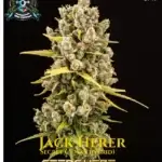 Jack Herer S1 (Feminized) - Elite Clone Seed Company