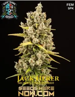 Jack Herer S1 (Feminized) (space) Elite Clone Seed CompanyClose(space)up of Jack Herer S1 feminized cannabis seeds with details of pine and citrus aroma