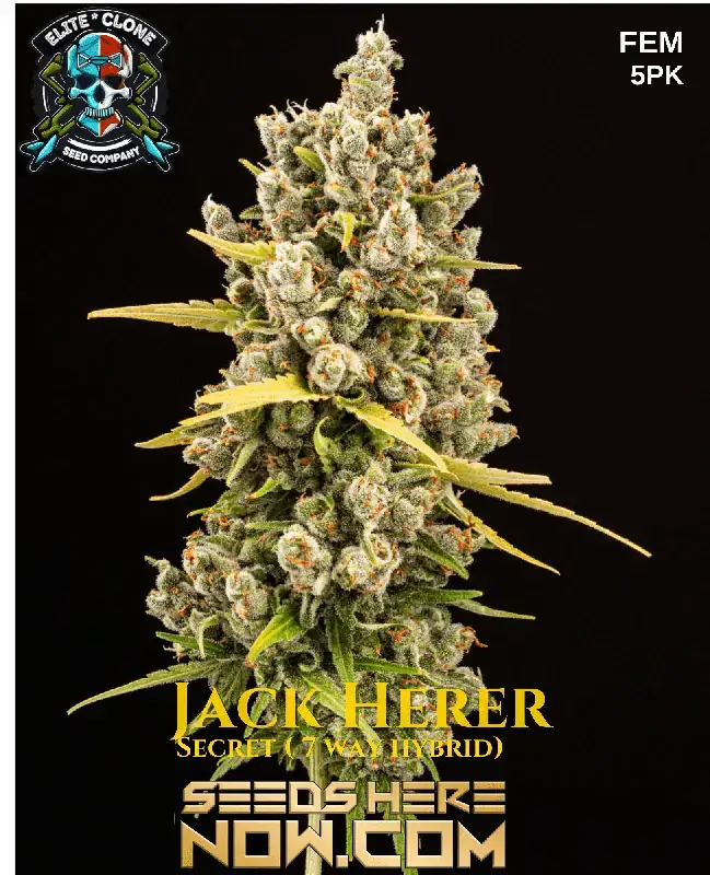 Close-up of Jack Herer S1 feminized cannabis seeds with details of pine and citrus aroma