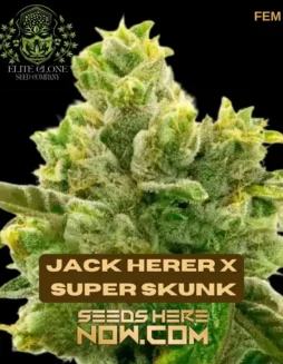 Feminized Jack Herer x Super Skunk S1 cannabis seeds by Elite Clone Seed Company