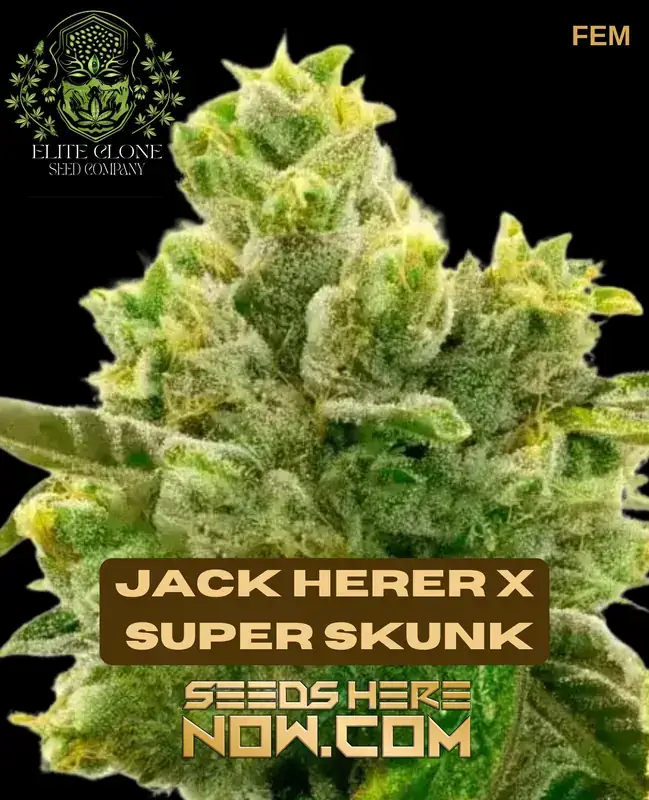 Feminized Jack Herer x Super Skunk S1 cannabis seeds by Elite Clone Seed Company