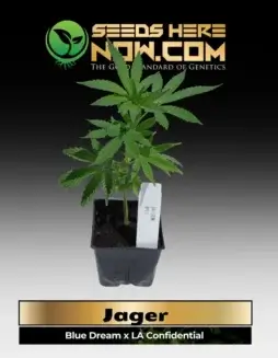 Healthy Jager Clones cannabis plant with vibrant leaves