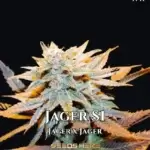 Jager S1 (Feminized) - CSI Humboldt