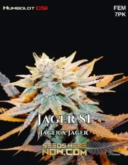 Jager S1 Feminized Cannabis Seeds by CSI Humboldt