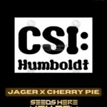 Jager x Cherry Pie (Feminized) - CSI Humboldt