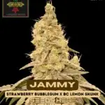 Jammy (Regular) - Irie Genetics