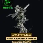 Japplez (Feminized) - Breeder X