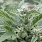 Jazz The Glass CBD (Regular) - Best Coast Genetics