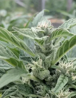 Jazz The Glass CBD cannabis seeds by Best Coast Genetics, featuring low THC and high CBD, ideal for relaxation and medical use.
