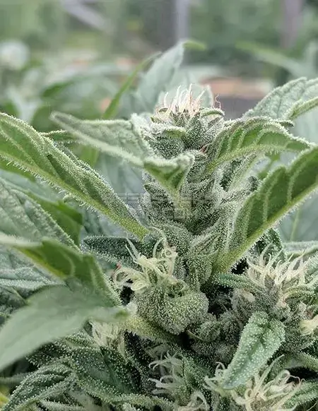 Jazz The Glass CBD cannabis seeds by Best Coast Genetics, featuring low THC and high CBD, ideal for relaxation and medical use.