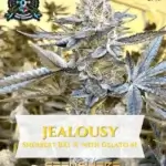 Jealousy S1 (Feminized) - Elite Clone Seed Company
