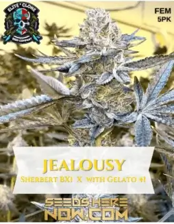 Jealousy S1 Feminized Seeds (space) A blend of Sherbet BX1 and Gelato #41 for premium cannabis growing
