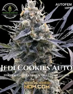Close(space)up of Jedi Cookie Auto cannabis seeds, a hybrid strain by Precursor Genetics