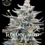 Jedi Dog (Autoflower) - Precursor Genetics