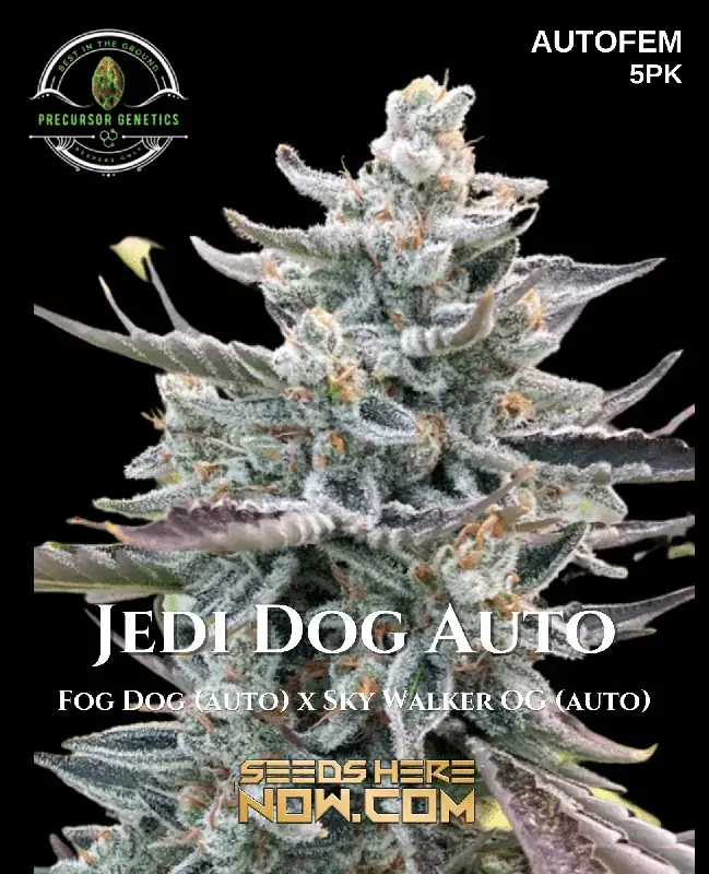 Jedi Dog Auto cannabis seeds by Precursor Genetics featuring Indica dominance and high THC levels