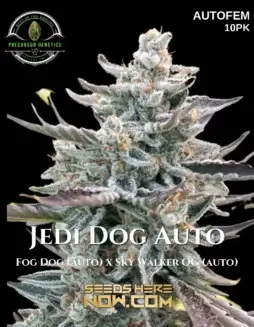 Jedi Dog Auto autoflower seeds showcasing dense trichome(space)covered buds with citrus and pine aroma