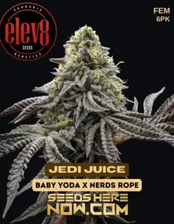 Jedi Juice cannabis seeds by Elev8 Seeds, a hybrid strain with citrus, pine, berry, and earthy flavors.