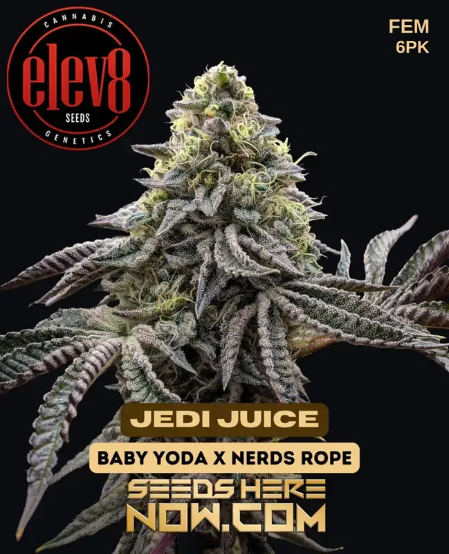 Jedi Juice cannabis seeds by Elev8 Seeds, a hybrid strain with citrus, pine, berry, and earthy flavors.