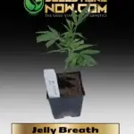 Jelly Breath Clones - ACC