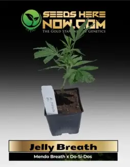 Jelly Breath Cannabis Clones in soil pots, ready for growing