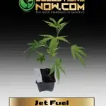 Jet Fuel Clones - ACC