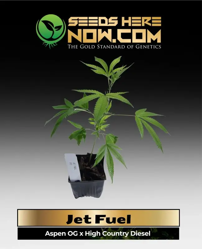 Healthy Jet Fuel Cannabis Clone in Pot