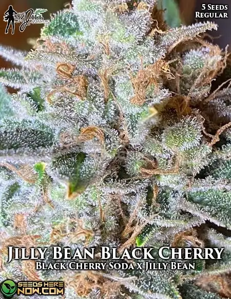 Jilly Bean Black Cherry cannabis seeds, a hybrid strain by Mz Jill Genetics featuring citrus, cherry, and mango flavors.