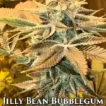 Jilly Bean Bubblegum (Feminized) - Mz Jill Genetics