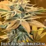 Jilly Bean Bubblegum (Regular) - Mz Jill Genetics