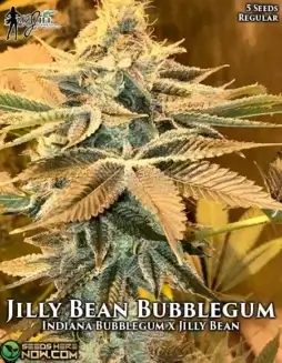 Jilly Bean Bubblegum regular cannabis seeds by Mz Jill Genetics