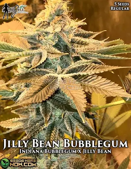 Jilly Bean Bubblegum regular cannabis seeds by Mz Jill Genetics