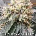 Jilly Bean Cherry (Feminized) - Mz Jill Genetics