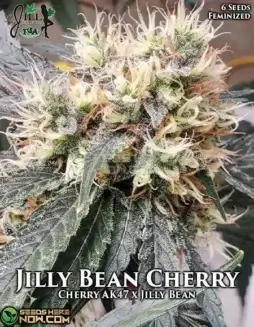 Jilly Bean Cherry Feminized Seeds (space) Cherry AK47 x Jilly Bean Hybrid