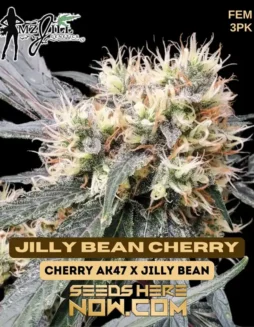 Jilly Bean Cherry Feminized Seeds featuring Cherry AK47 and Jilly Bean genetics