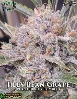 Jilly Bean Grape Feminized Seeds (space) Purple Urkle x Jilly Bean Hybrid