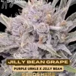 Jilly Bean Grape (Feminized) - Mz Jill Genetics