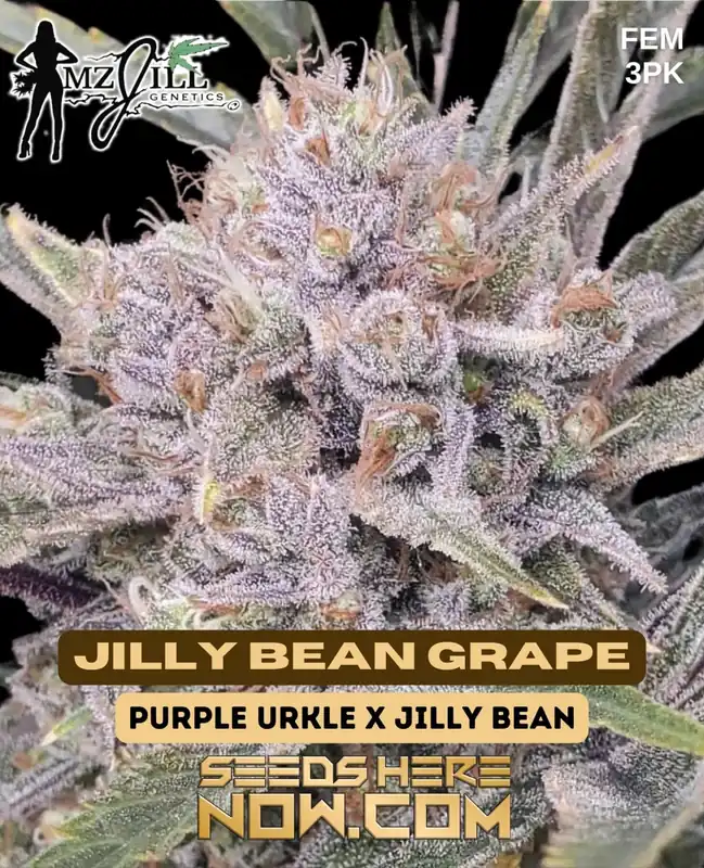 Jilly Bean Grape Feminized Seeds - Purple Urkle x Jilly Bean Hybrid