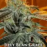 Jilly Bean Grape (Regular) - Mz Jill Genetics