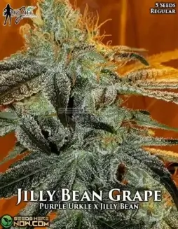 Jilly Bean Grape regular cannabis seeds by Mz Jill Genetics featuring Purple Urkle and Jilly Bean lineage