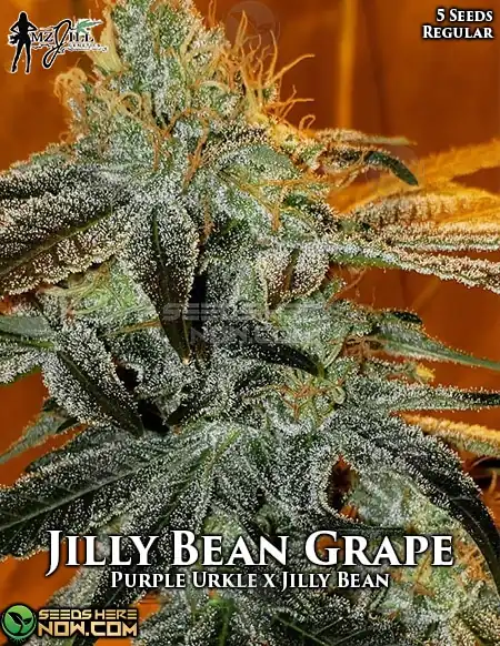 Jilly Bean Grape regular cannabis seeds by Mz Jill Genetics featuring Purple Urkle and Jilly Bean lineage