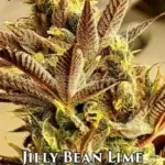 Jilly Bean Lime (Feminized) - Mz Jill Genetics