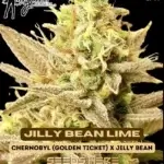 Jilly Bean Lime (Feminized) - Mz Jill Genetics