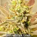 Jilly Bean Lime (Regular) - Mz Jill Genetics