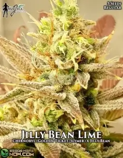 Jilly Bean Lime Cannabis Seeds (space) Hybrid Strain by Mz Jill Genetics