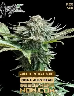 Jilly Glue regular seeds pack by Mz Jill Genetics featuring Gorilla Glue #4 genetics