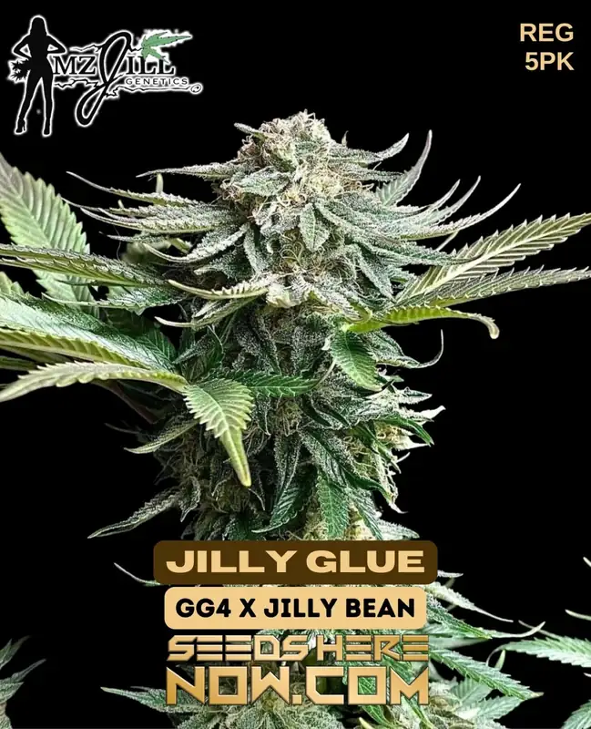 Jilly Glue regular seeds pack by Mz Jill Genetics featuring Gorilla Glue #4 genetics