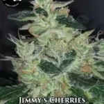 Jimmy's Cherries (Regular) - Strait A Genetics