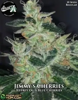 Jimmy's Cherries regular cannabis seeds, hybrid strain by Strait A Genetics featuring cherries and earthy aromas